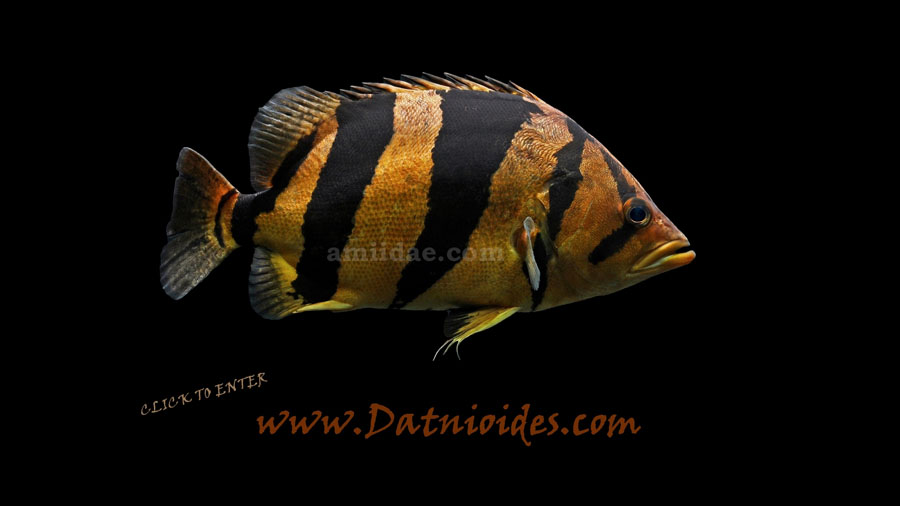 datnioides.com